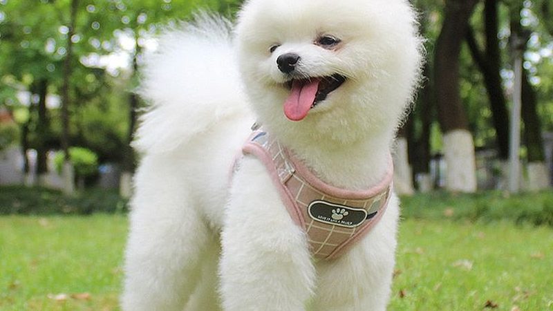 螺杆式工业冷水机：揭秘价格与参数背后的秘密**